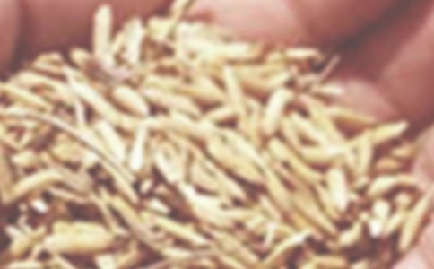 《轮子上的麦小麦》读后感