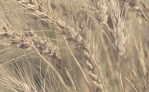 小麦的作文300字4篇【精华】