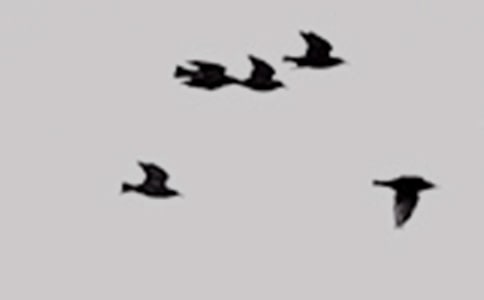 2022年动画片愤怒的小鸟观后感优秀(通用25篇)