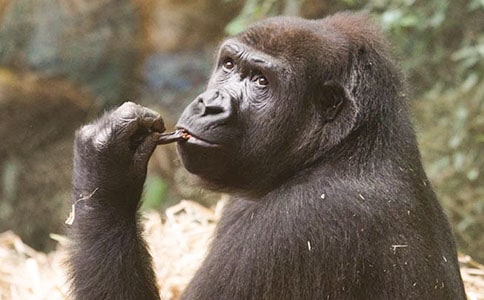 狒狒和猩猩的区别