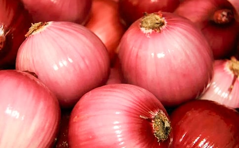 《洋葱头历险记》读后感汇编15篇