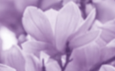 描写玉兰花的优美句子