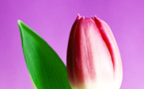 黑郁金香读后感