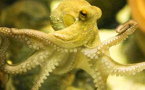 章鱼和乌贼的区别