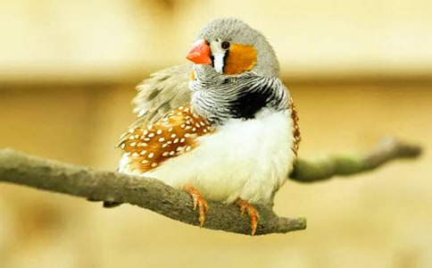 《珍珠鸟》读后感15篇(精品)