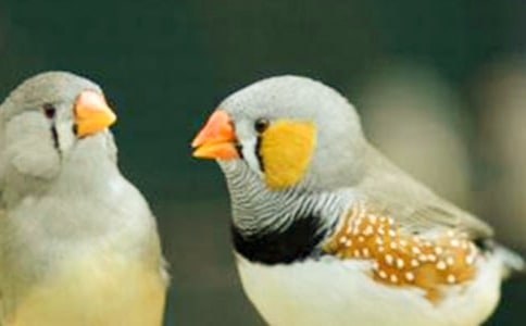 读《珍珠鸟》有感 (精选27篇)