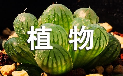 描写植物的句子(合集15篇)