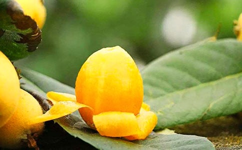 枇杷的作文300字集锦(3篇)