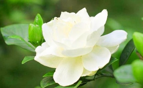 蔓延在栀子花开的季节作文