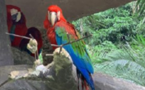 我家的鹦鹉作文300字【通用】