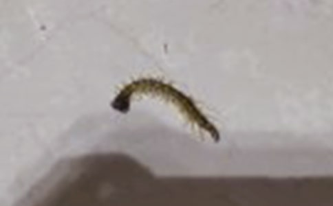 蜈蚣是益虫还是害虫