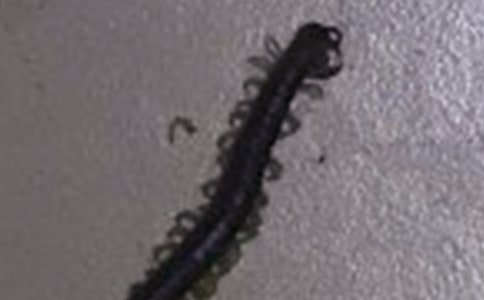 蜈蚣是群居还是独居