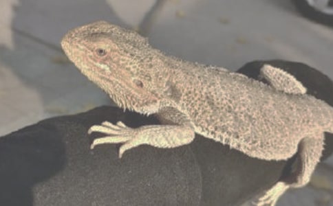 蜥蜴是爬行动物吗