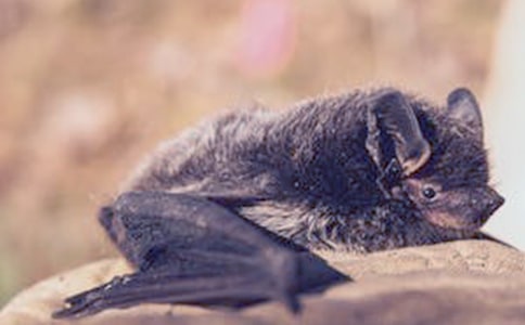 【精华】蝙蝠的作文300字4篇