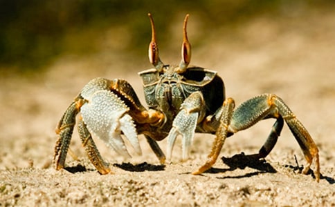 【精选】螃蟹作文300字五篇