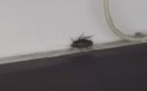 【推荐】蟑螂作文300字4篇