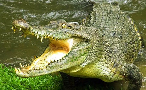 鳄鱼是冷血动物吗