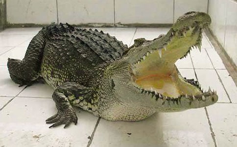 鳄鱼是什么动物