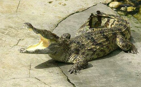 鳄鱼是爬行动物吗