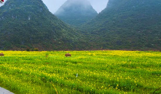 “走进春天”春游活动方案